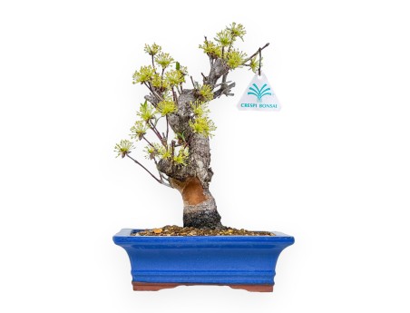 Cornus - Cornouiller - 33 cm