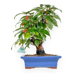 Cornus - Corniolo - 33 cm