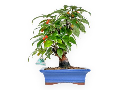 Cornus - Corniolo - 33 cm