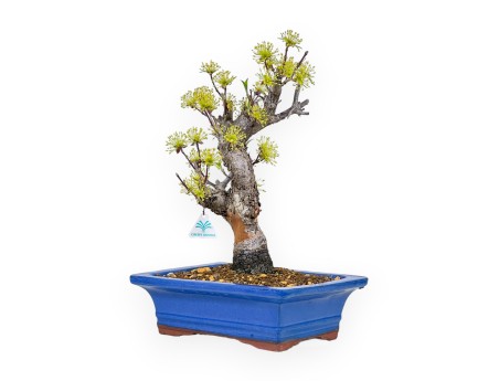 Cornus - Corniolo - 33 cm