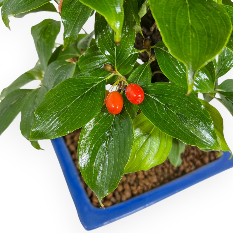 Cornus - Corniolo - 33 cm