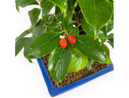 Cornus - Corniolo - 33 cm