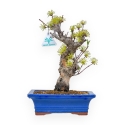 Cornus - Cornouiller - 33 cm