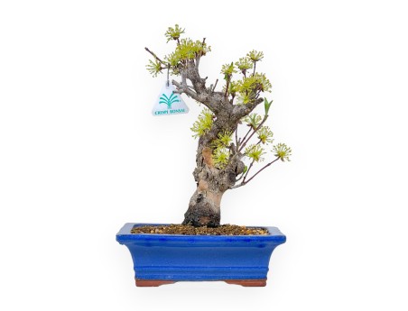 Cornus - Corniolo - 33 cm