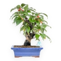 Cornus - Cornouiller - 33 cm