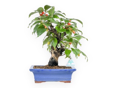 Cornus - Cornouiller - 33 cm