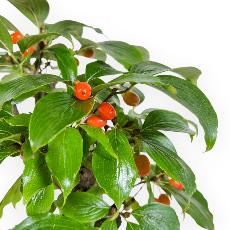 Cornus - Corniolo - 33 cm