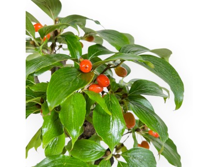 Cornus - Corniolo - 33 cm