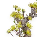 Cornus - Corniolo - 33 cm