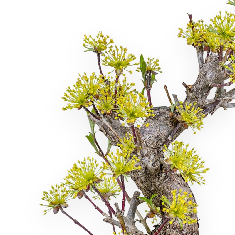 Cornus - Corniolo - 33 cm