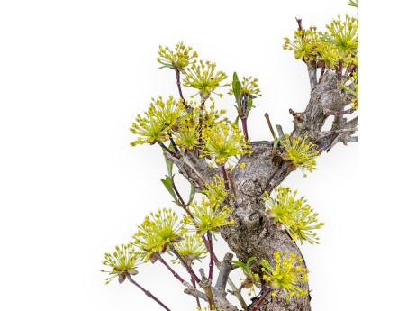 Cornus - Cornouiller - 33 cm