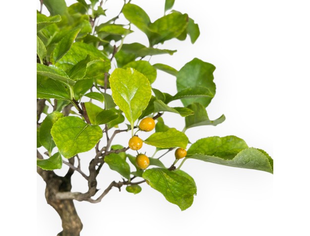 Celastrus Orbiculatus - Celastro - 42 cm 2