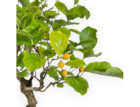 Celastrus Orbiculatus - Oriental Bittersweet - 42 cm