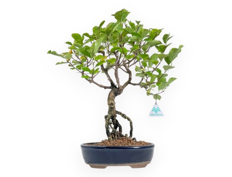 Celastrus Orbiculatus - Bourreau des Arbres - 42 cm