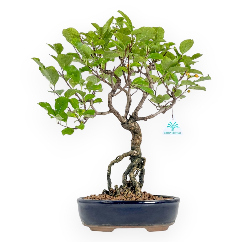 Celastrus Orbiculatus - Claustro oriental agridulce - 42 cm