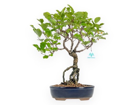 Celastrus Orbiculatus - Celastro - 42 cm