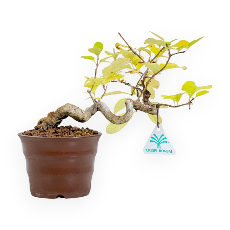 Chionantus Retusus - 20 cm