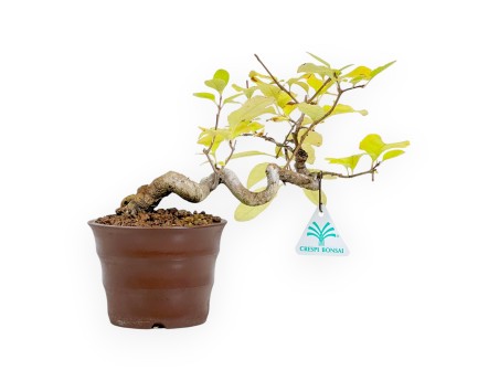 Chionantus Retusum - 20 cm