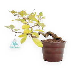 Chionantus Retusum - 20 cm