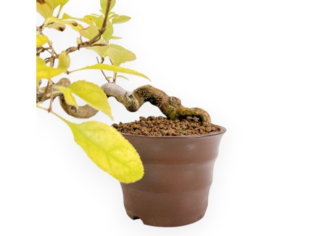 Chionantus Retusum - 20 cm