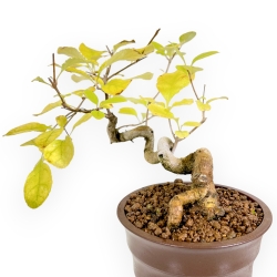 Chionantus Retusus - 20 cm