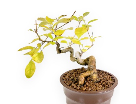 Chionantus Retusum - 20 cm