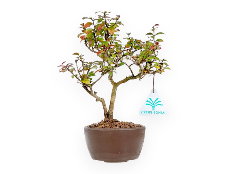 Lagerstroemia Indica - Mirto Crespo - 23 cm