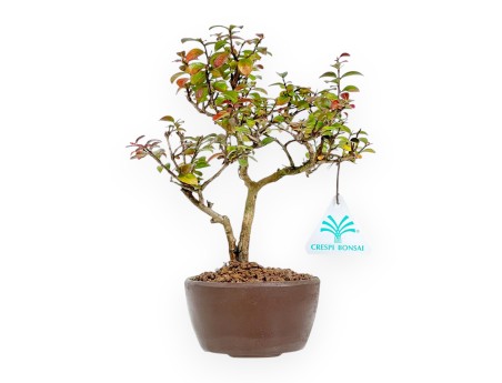 Lagerstroemia Indica - Crinkled Myrtle - 23 cm