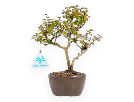 Lagerstroemia Indica - Rouwband mirte - 23 cm