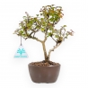 Lagerstroemia Indica - Mirto Crespo - 23 cm