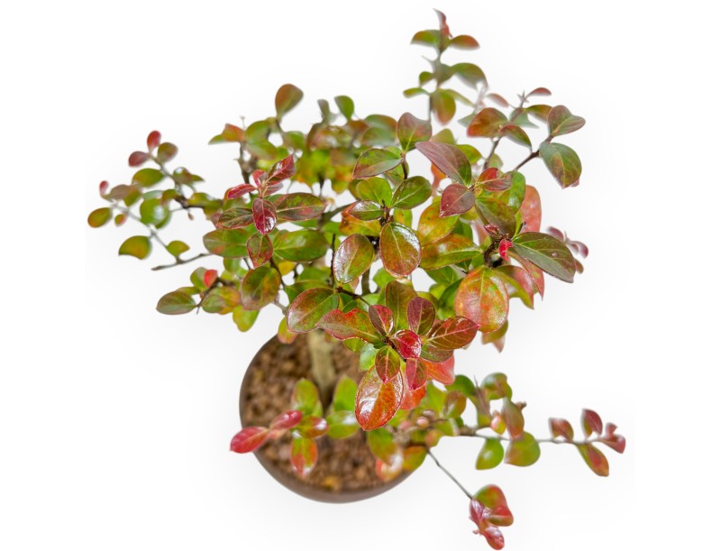 Lagerstroemia Indica – Kräuselnder Myrte – 23 cm