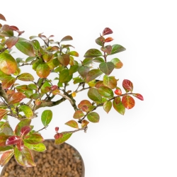 Lagerstroemia Indica - Mirto Crespo - 23 cm