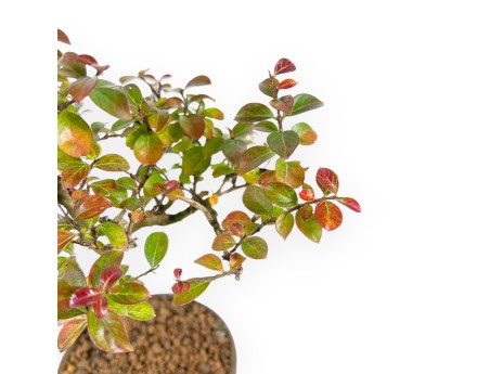 Lagerstroemia Indica - Crespón de mirto - 23 cm