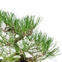 Pinus Thunbergii - Pin Noir - 23 cm