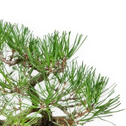Pinus Thunbergii - Black Pine - 23 cm