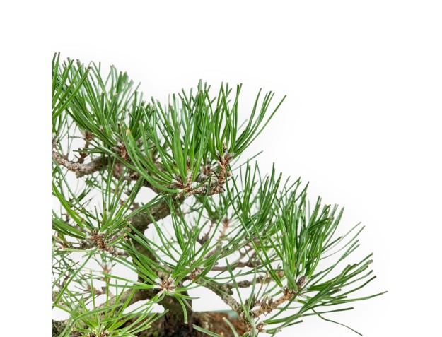 Pinus Thunbergii - Zwarte den - 23 cm 2
