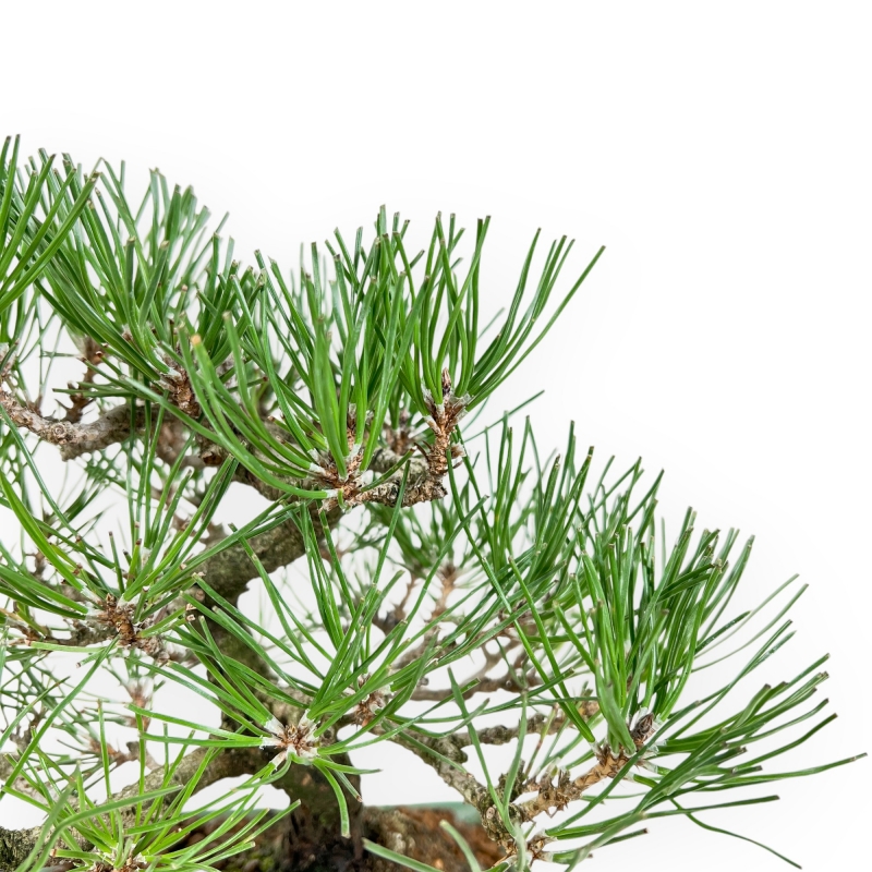 Pinus Thunbergii - Black Pine - 23 cm