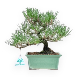 Pinus Thunbergii - Black Pine - 23 cm