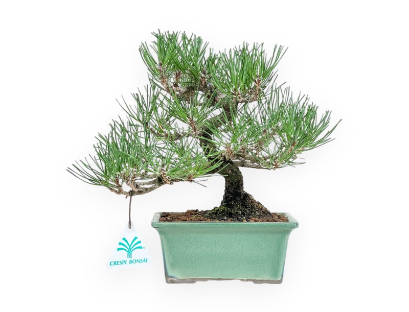 Pinus Thunbergii - Pino negro - 23 cm