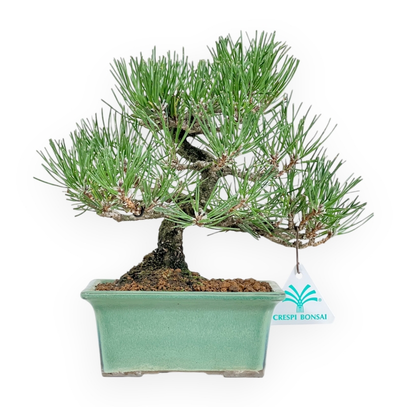 Pinus Thunbergii - Black Pine - 23 cm