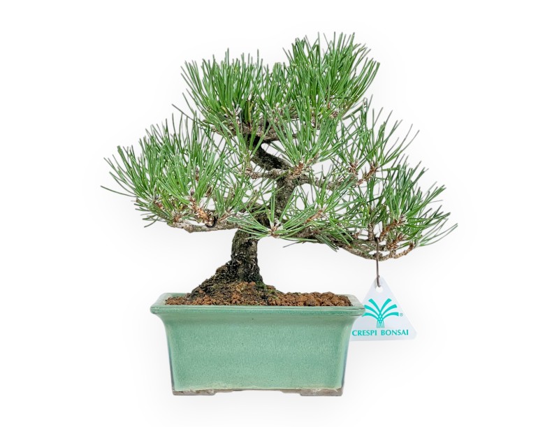 Pinus Thunbergii - Zwarte den - 23 cm
