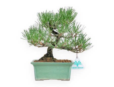 Pinus Thunbergii - Pino negro - 23 cm