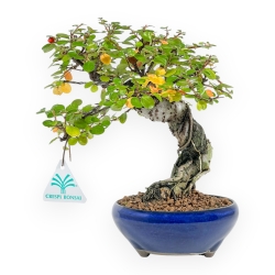 Cotoneaster Horizontalis - 24 cm