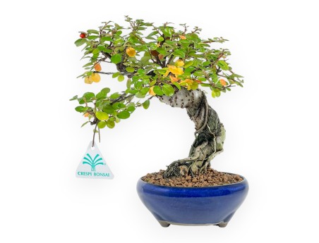 Cotoneaster Horizontalis - 24 cm