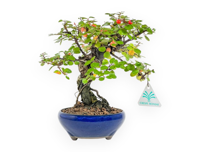 Cotoneaster Horizontalis - Cotognastro - 24 cm