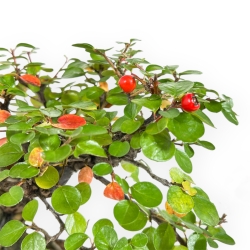 Cotoneaster Horizontalis - 24 cm