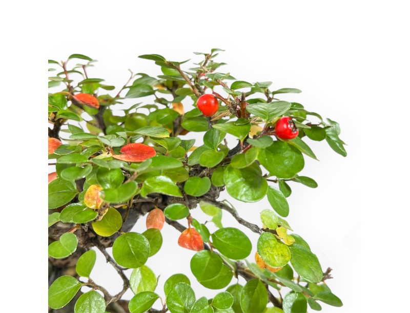 Cotoneaster Horizontalis - 24 cm