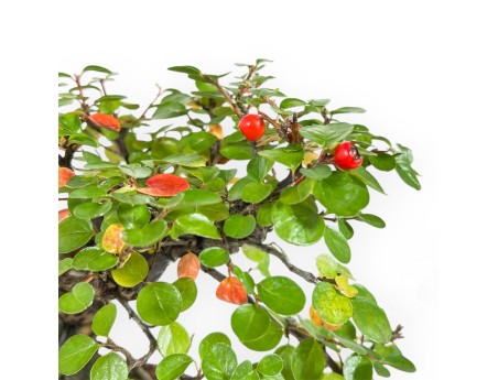Cotoneaster Horizontalis - 24 cm