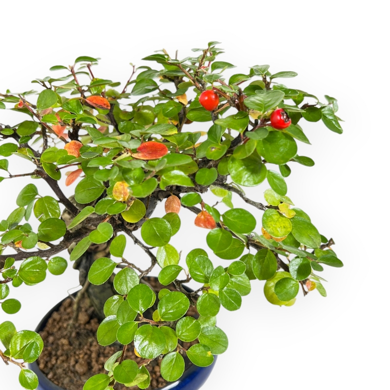 Cotoneaster Horizontalis - 24 cm