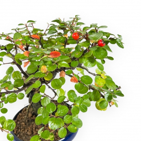 Cotoneaster Horizontalis - 24 cm